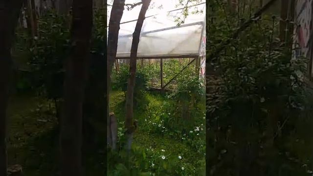 Дачный квест: прогулка среди грядок 🌱