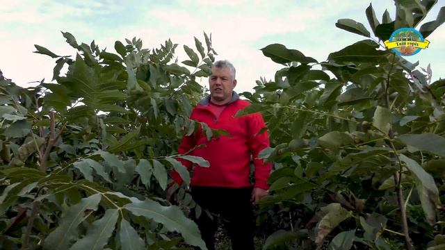 №209 Пекан: користь, як садити на доглядати смотреть онлайн