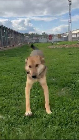 Братья Кий и Рив  ищут дом