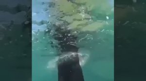Собака добытчик