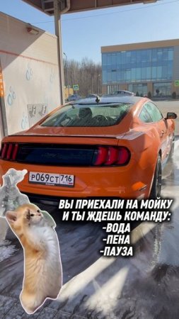 На Мойке мустанга только так 😂