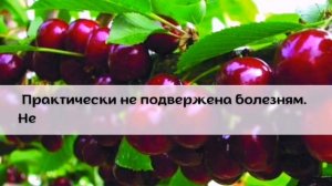 Лучшие сорта черешни для средней полосы России