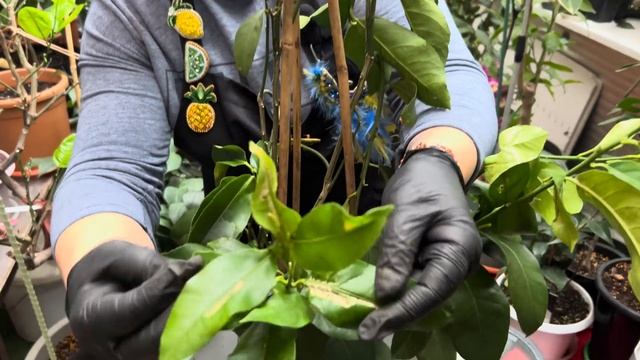 Пересадка рослин з Португалії та Нідерландів