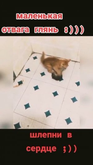 Маленькая отвага котенок