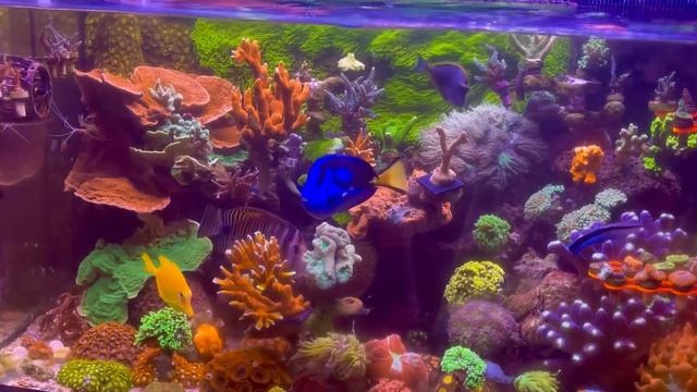 Мой морской аквариум, январь 2025 / 3д печать для моря ссы смотреть онлайн