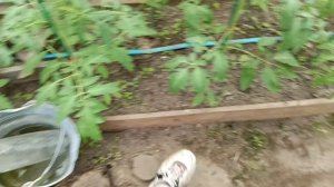 06-06-2025 работа в теплице, высадила капусту.