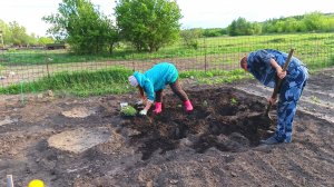 ЗАГОРОДНАЯ ЖИЗНЬ. НАВЕЛИ ПОРЯДОК В КЛУБНИКЕ. САЖАЕМ РАССАДУ В ОГОРОД.