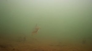 Рыбалка под водой.