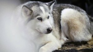 Покусанный хаски мальчик из Сочи показал свое лицо после трех операций