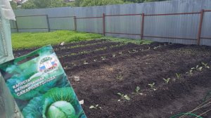 4.6.25г. Сажаю Позднюю КАПУСТУ в Открытый Грунт сорта САХАРНАЯ ГОЛОВА и КАМЕННА  ГЛОВА!!!