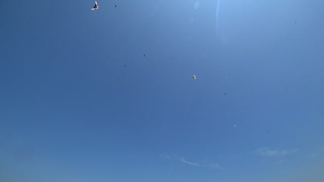 07.06.25 г. Андижанские голуби (2)