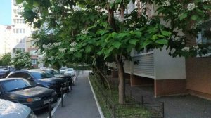 Каштаны цветут, но жена говорит это не каштаны