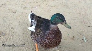 Розовый пеликан и утки в Пензенском зоопарке