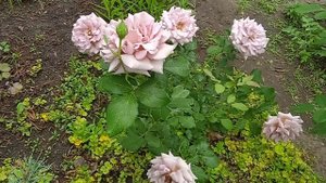 Розы на деревенской клумбе.