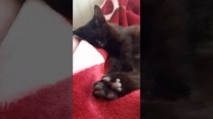 мяу мяу мяу мяу мяу мяу мяу мяу мяу мяу мяу