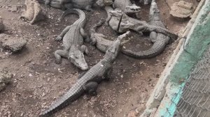 Крокодиловая ферма  куба