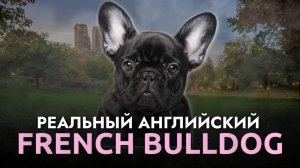 Разбор уличного интервью на английском! Французский бульдог Фонзи.