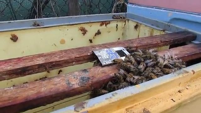 подсадка матки к злым пчелам и пчелам трутовкам - часть 1 - стресс для снижения агрессии пчел