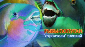 Рыбы-попугаи делают песок, на котором так любят отдыхать туристы. Удивительный факт!