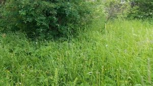 Майский мед.mp4