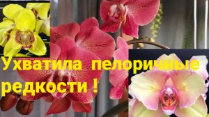 Получила многими желанные орхидеи. 
Редкие  пелоричные орхидеи.
