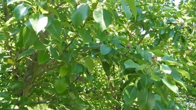 Обход уникальных сортов В.Железова с внуком Тимофеем.