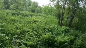 прогулка по лесу на мотоцикле.
