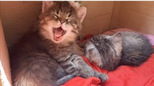Любимые Котята