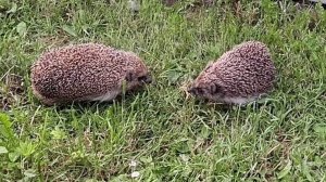 Неразделённая любовь