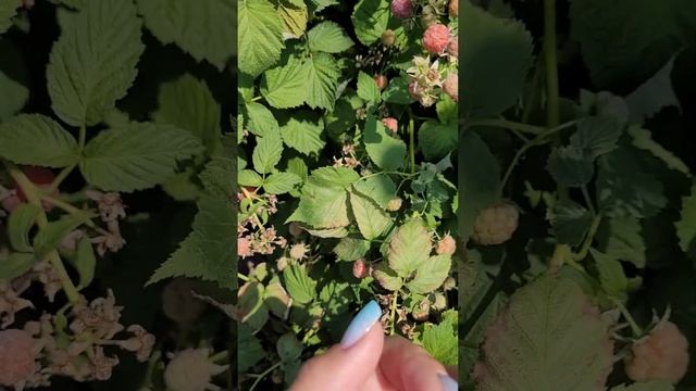 Летний сорт малины Глен Кое смотреть онлайн