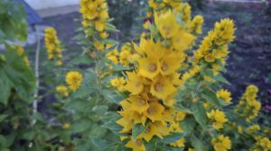 Матаня. Жизнь на Кубани.