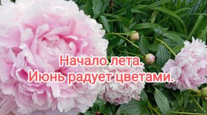 Начало лета. Июнь радует цветами.