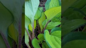 Hosta "Volcano Island" ( хоста "Волкано Айленд")