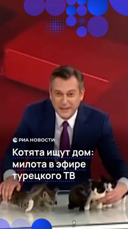 Котята ищут дом: милота в эфире турецкого ТВ