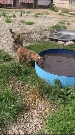 Знойный день в приюте щенков  радует бассейн.