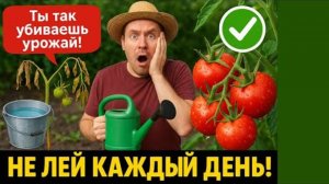 🍎Не Поливай ПОМИДОРЫ каждый день—АГРОНОМ объяснил почему