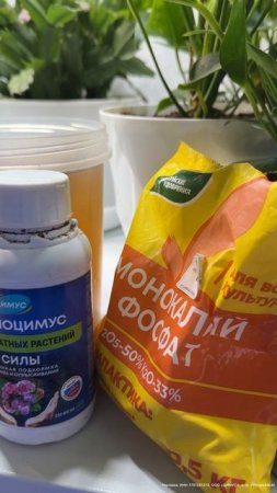 Важные подкормки для петунии, без этого петуния никогда не зацветет!