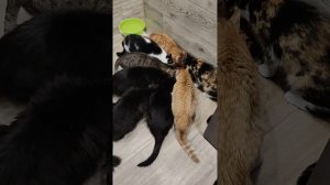ПОДДЕРЖИТЕ НАС ПОЖАЛУЙСТА 
🙏🙏🙏

89114334051
Сбер / Тинькофф
🙏🙏🙏🆘