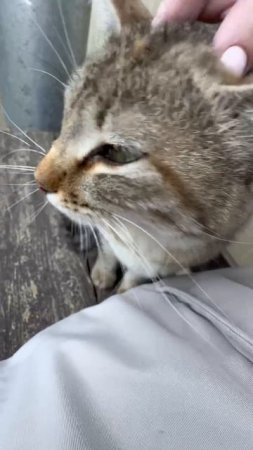 котэ мурлыка