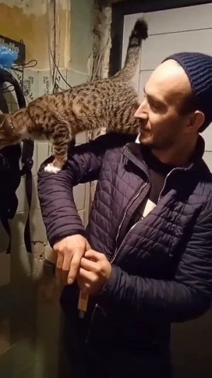 Котъ прыгаѣтъ на хозяіна