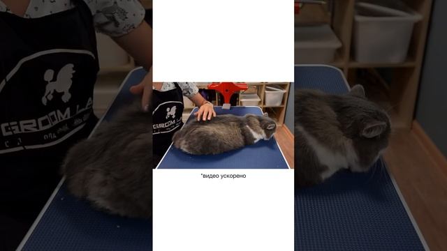 Основные правила работы машинкой при стрижке кошек с ?