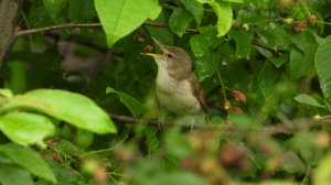 Голоса птиц, Садовая Камышевка, наблюдение в Великом Новгороде, 8 июня 2025