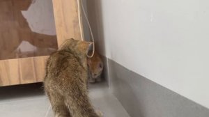 Котята играют со своим новым другом (2025 год) (uu)