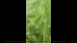 Мелодия для тех, кто целуется на пароме под крики чаек - Rain Forest Dreams (ID 1276) -- Lobo Loco -
