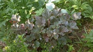 Дача 6-7 июня 2025. Жимолость каприфоль и синяя, различия между гейхерами, гейхереллами и тиреллами