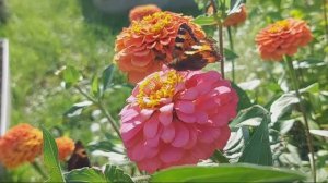 Августовский цветочный релакс 2023  Full HD