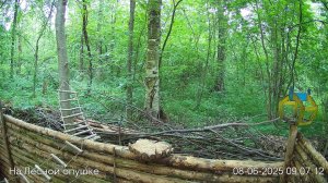 Звуки природы, пение птиц  #Звукиводы #ЗвукиЛеса #Релакс
