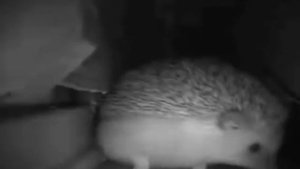 Ёжик чихнул (Обычный, ускоренно, медленно, реверс)