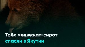 Трёх медвежат-сирот спасли в Якутии