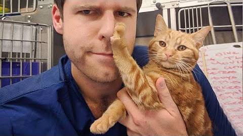 ПРИКОЛЫ С ЖИВОТНЫМИ ДО СЛЕЗ #64 Смешные КОТЫ И СОБАКИ  Приколы